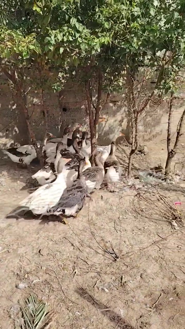 غاز • سعر خاص