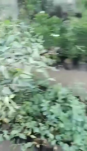 صباحكم معطر بذكر الله
تم بحمد الله افتتاح مشتل لبيع جميع انواع  أشجار الزينه والمثمره والورود  ويوجد توصيل 

العنوان /هاشميه البسعبر  قرب الجسر البسعبر    

 رقم الهاتف للتواصل ***********
