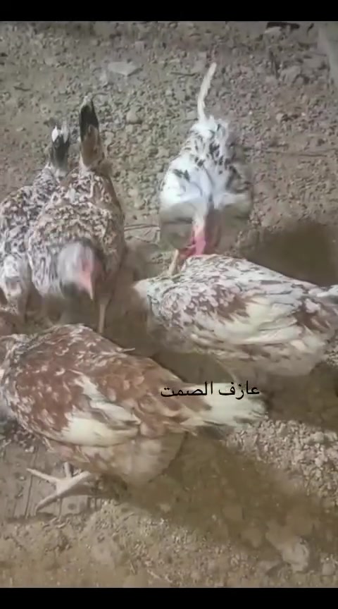 بيض بورسلان • بغداد التاجي • ضمان الشد