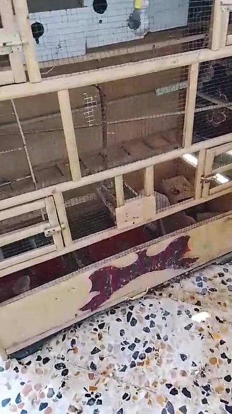 قفص • ٦ بيوت • انارة