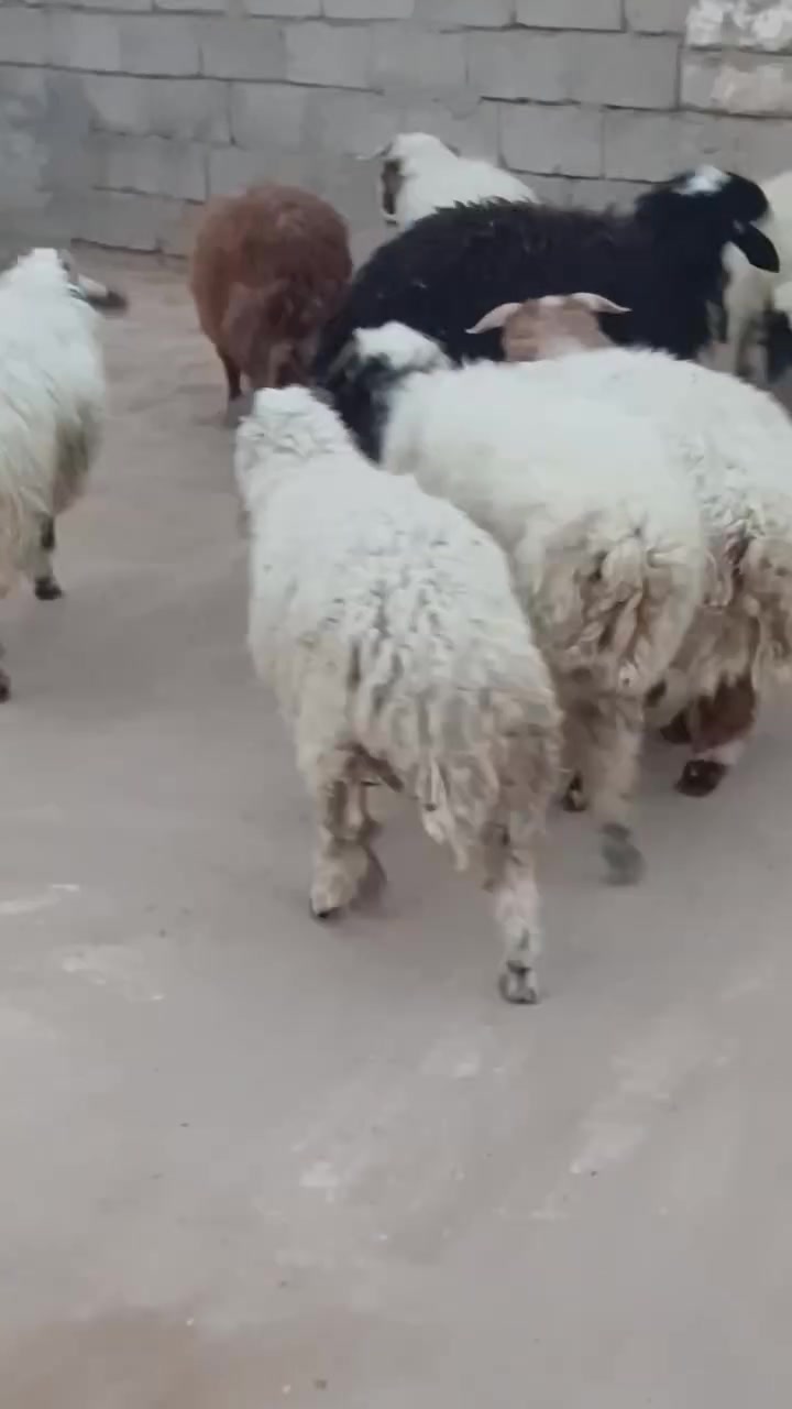 طليان • فول لحم • حي التاميم