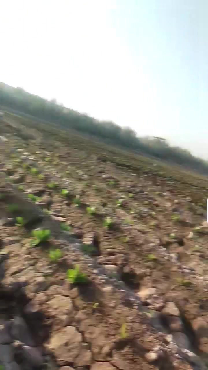 عمال زراعة • شتال خس • شتال قرنابيط