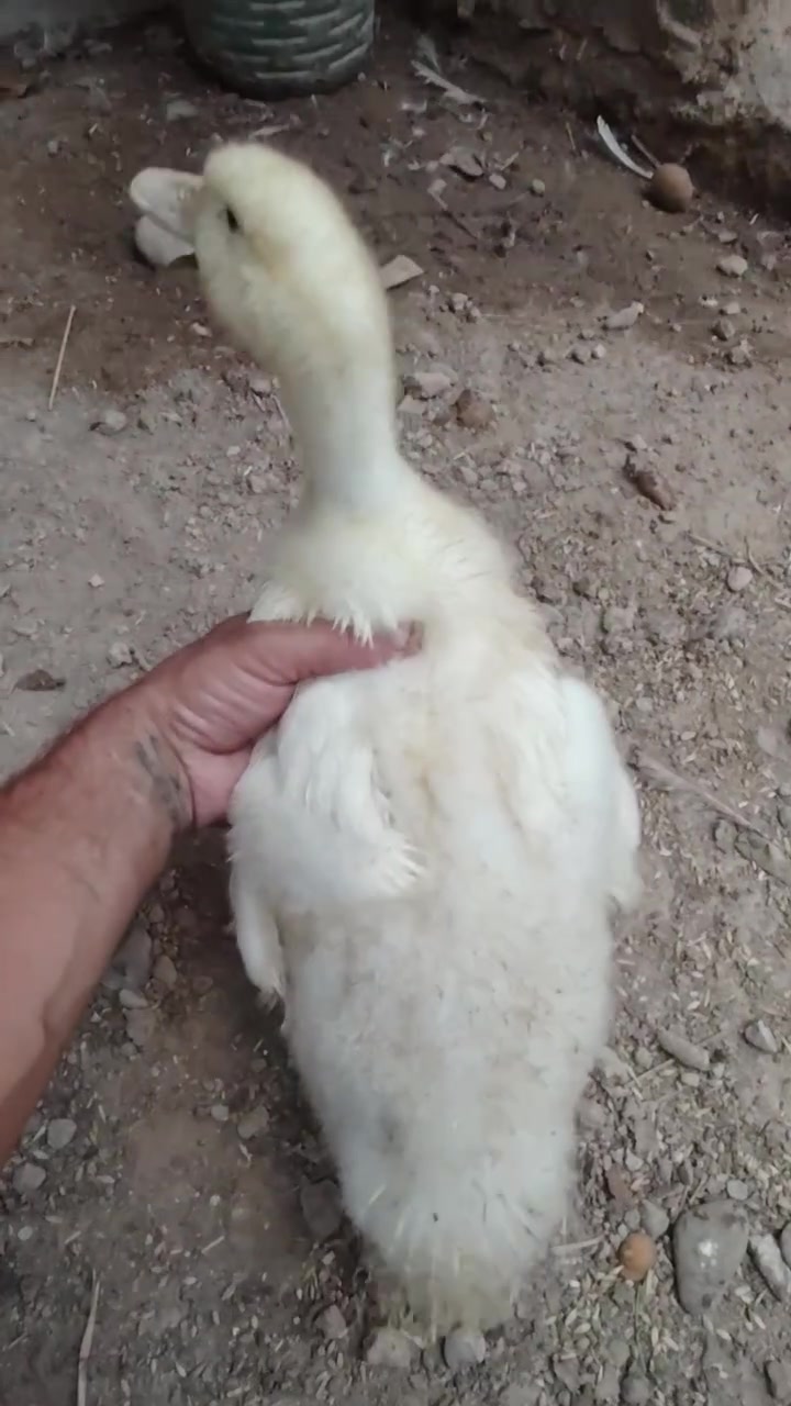 ٤ قطع كبار • ٩ قطع صغار • مجموعة كاملة