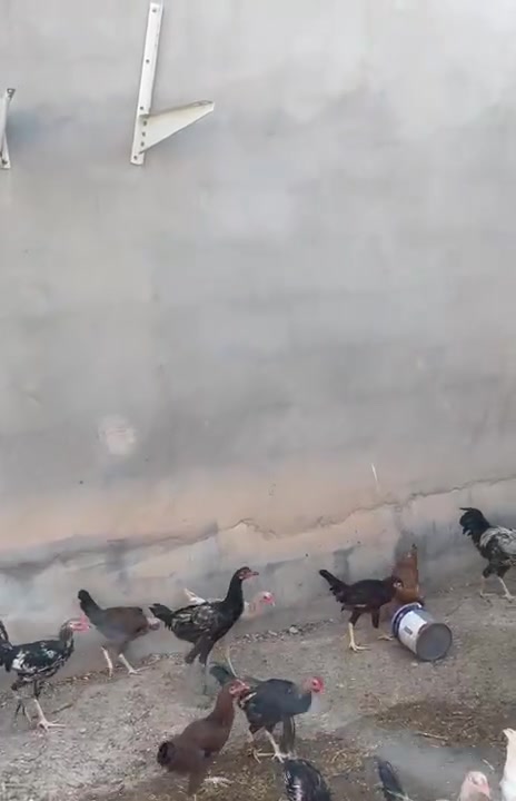 متاح ديوكه وفراريج عرب شرط النضافه والصحه ملقحات المكان ديالى المقدادية الهارونيه قرية البوري طريق أمام ويس رقم الهاتف *********** يرجى الاتصال برقم الهاتف او مراسلة واتساب على الرقم التالي ***********السعر المطلوب الديوكه سعر الزوج 30 وبيهن مجال للطيبين والفراريج 25 وبيهن مجال للطيبين
