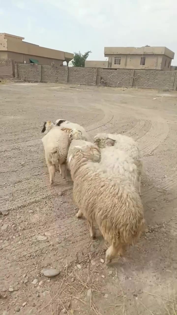 دج معابير للبيع شراي يتصل ***********.  ***********
