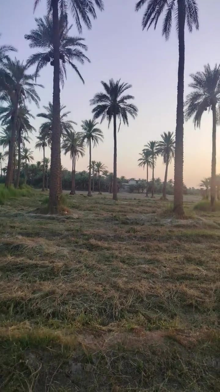 سلام عليكم ٢٠ دونم للبيع مخدوم ومزروع نخل جاهز لسكن او لزراعه سند ٢٥ بسم شخص واحد تحويل مباشر شارع ١١ متر ماي سقى واصله كهرباء مجاري جاهر من كلشي العنوان طوريج الرجيبه ع شارع مباشر يبعد عن الشارع الرئيسي ١٠٠ يباع مفرد او كلهن السعر الدونم الواحد ٨٥ وبي مجال قليل الاستفسار الاتصال على الرقم ***********
