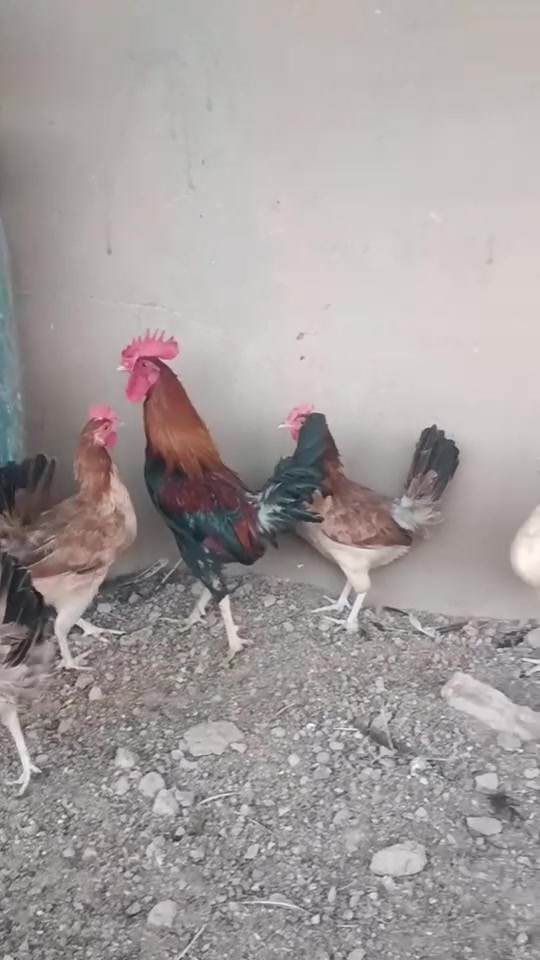 بيض حلال • خان بني سعد • ضمان ٨٠٪