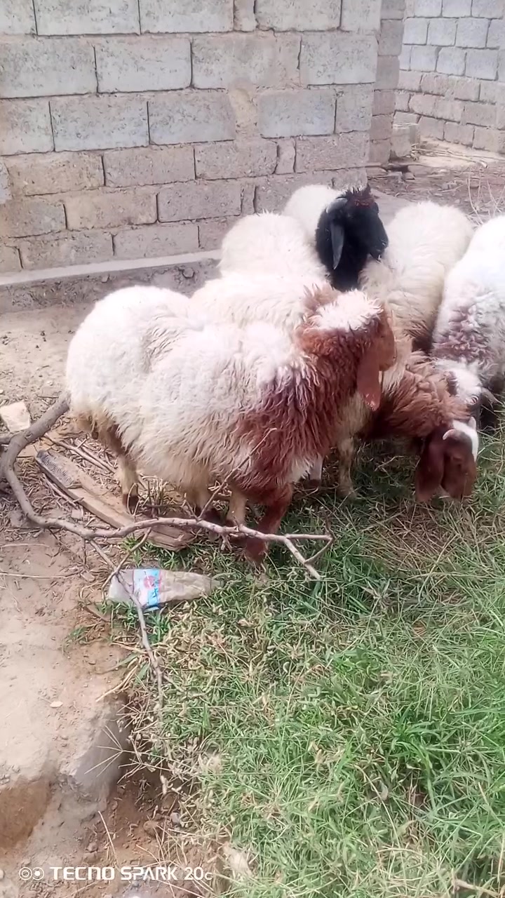 طليان • مال ربط