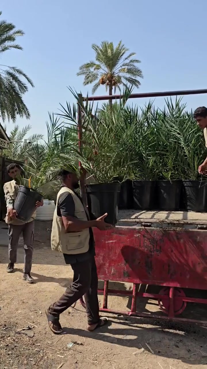 *بسم الله الرحمن الرحيم*

*بتاريخ 19 / 9 / 2026*
*من مشتل السلام الشمري - ثقة وضمان*

تم بفضل الله تجهيز الأخ *أبو علي من محافظة بابل* 
بفسائل *المجهول النسيجي* بعمر يزيد عن *3 سنوات* - 
فسائل قوية  ونمو ممتاز وجاهزة للزراعة المباشرة.

يتم النقل بكتاب رسمي ومزودة بـ *شهادة صحية* 
صادرة من *دائرة زراعة محافظة واسط 
إلى دائرة زراعة محافظة بابل*.

يتوفر لدينا أيضاً :*
✅ فسائل *برحي نسيجي*
✅ فسائل *مجهول نسيجي*
بأحجام مختلفة من عمر *سنة إلى 3 سنوات* - 
مع ضمان الصنف والمنشأ.
*********** /  ***********

*مشتل السلام الشمري*
العنوان : *واسط - قضاء الصويرة - مجاور محطة وقود ديار شمر*

للحجز والاستفسار يرجى مراسلة الصفحة.

#مشتل_السلام_الشمري #نخيل_نسيجي #مجهول #برحي #فسائل_نخيل
