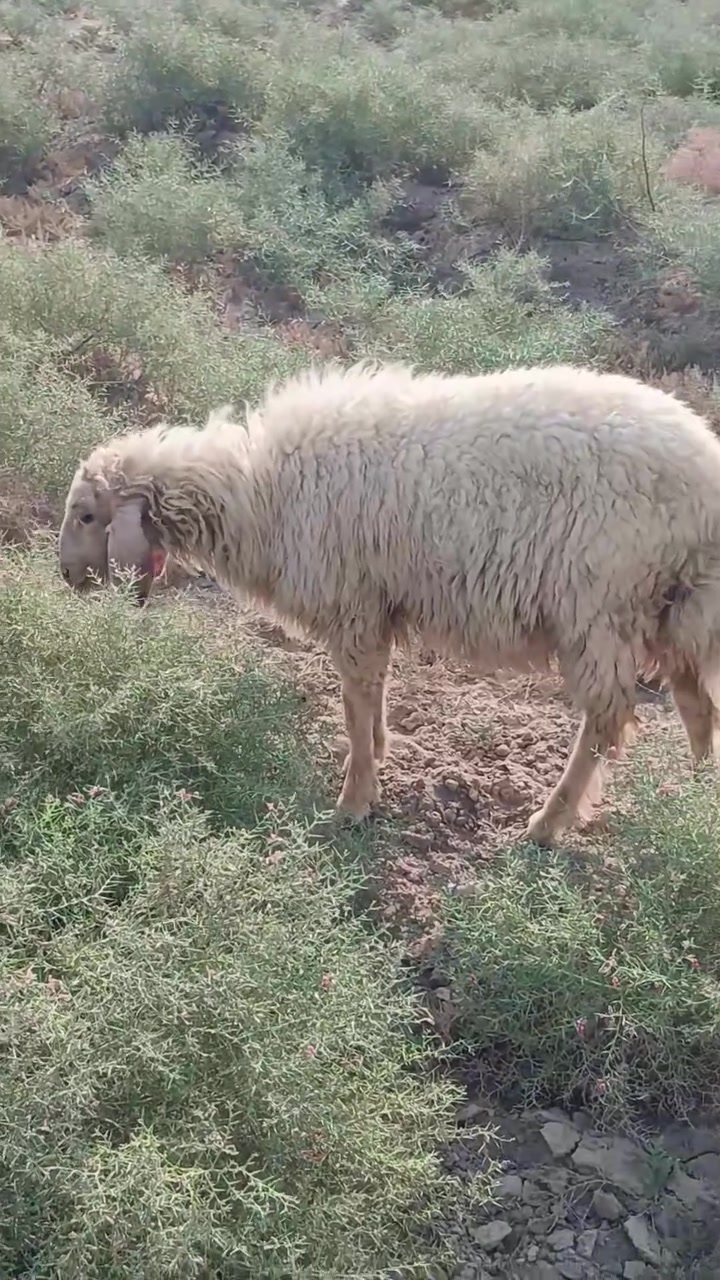 طليه