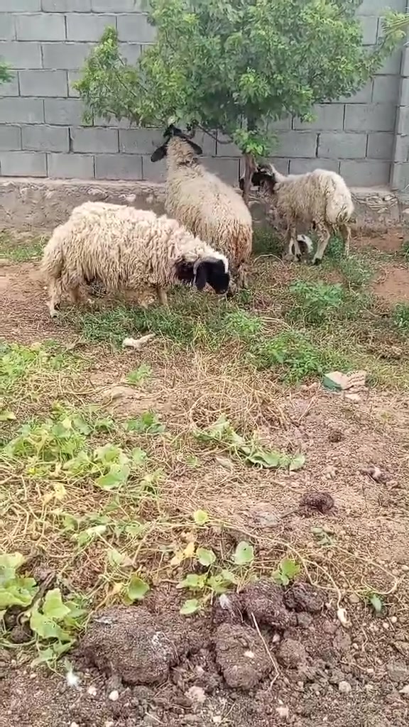 سمان • زوج • معالفات