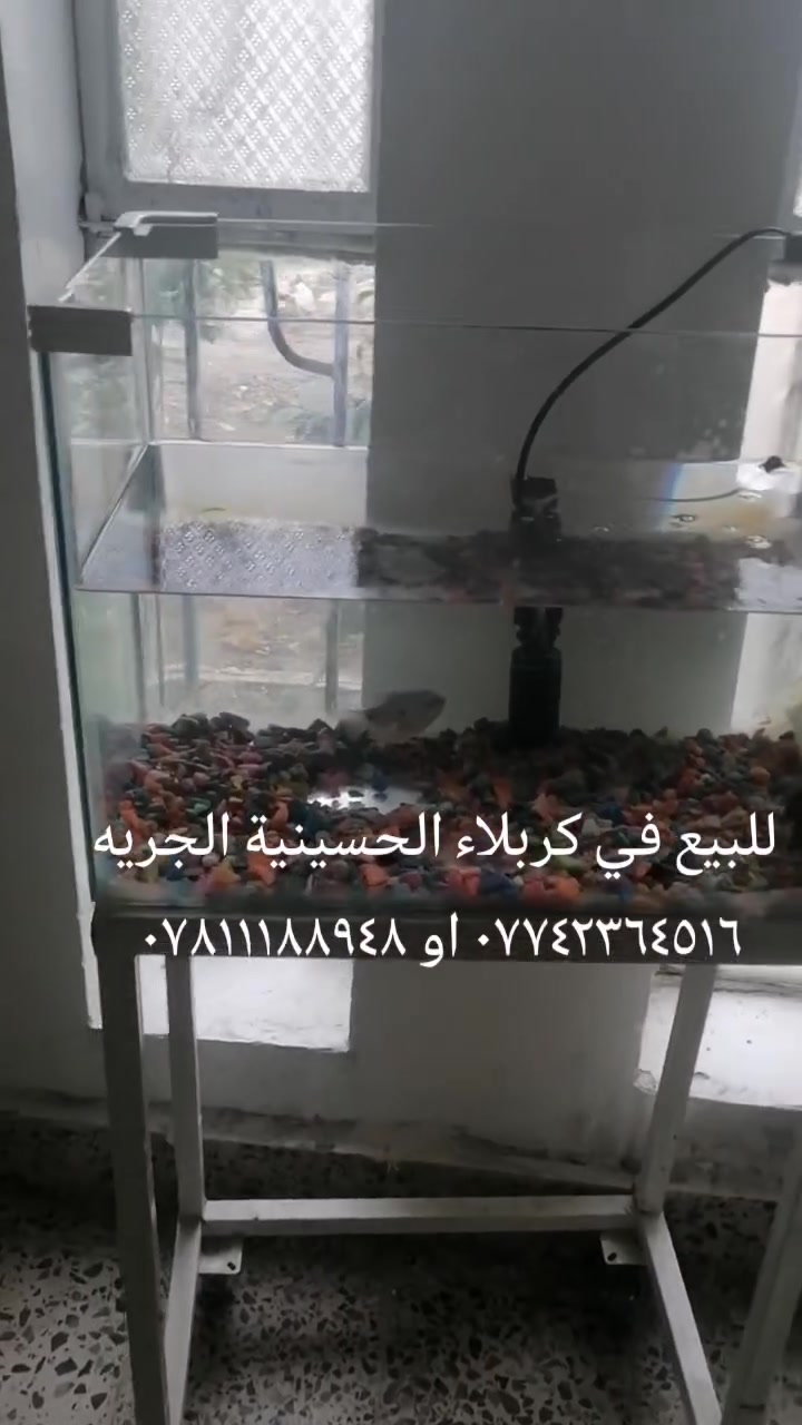 لا توجد تفاصيل
