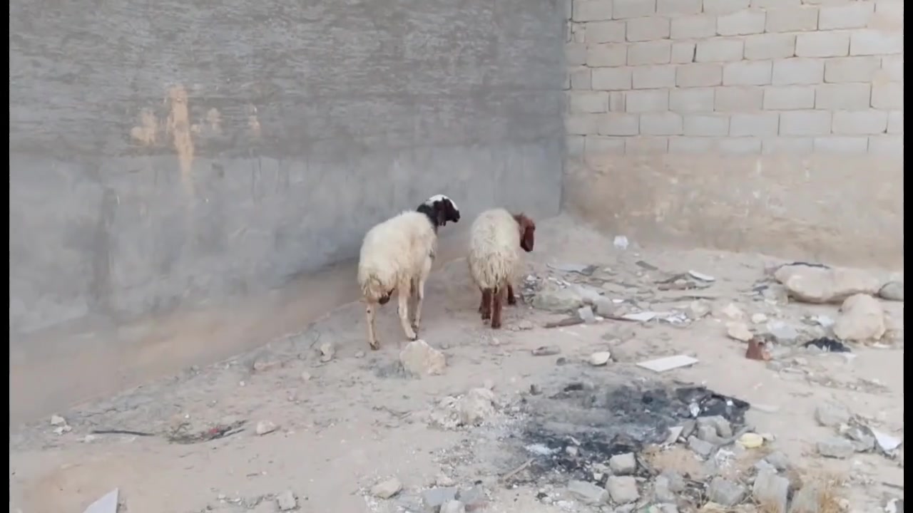 زوج • قفل • واتساب