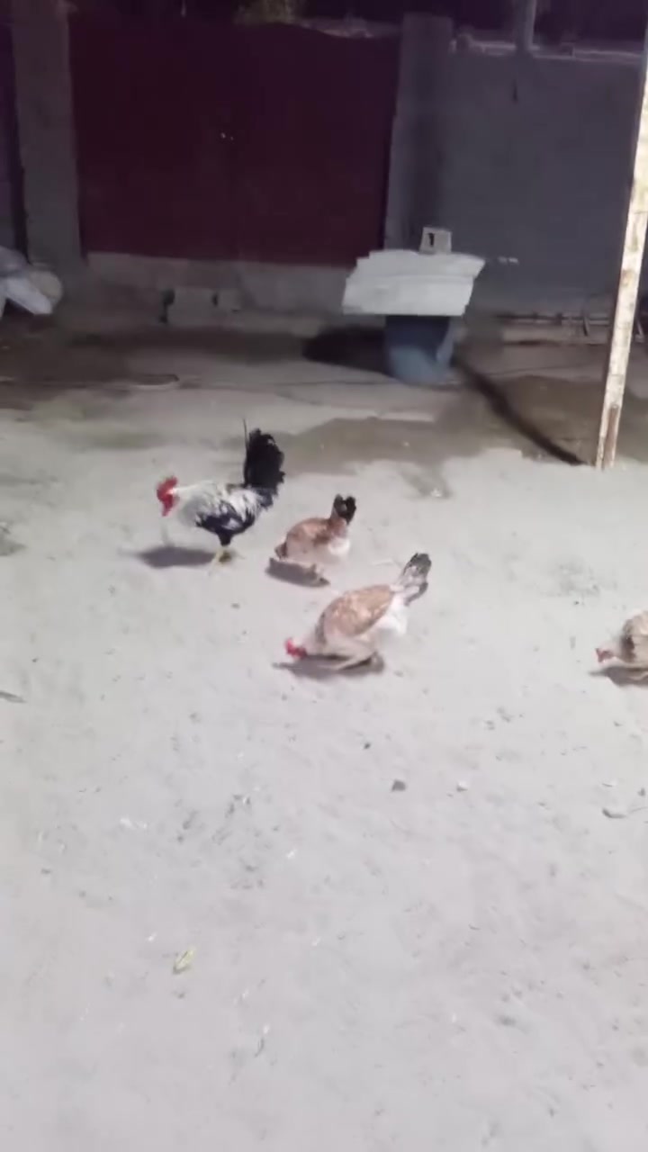 بيض دندراوي • بيض كويتي • خط أول