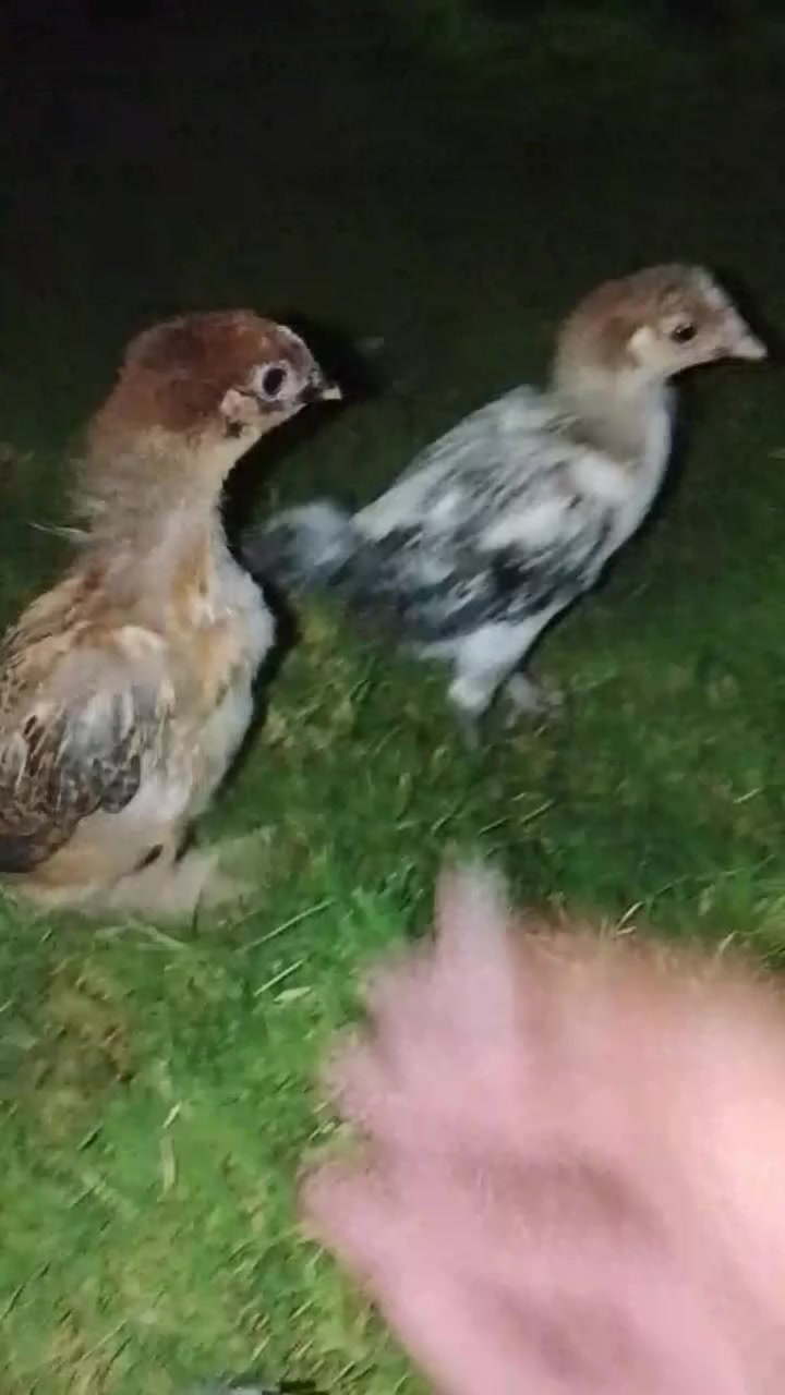صواصي عرب • الانبار • ١٨