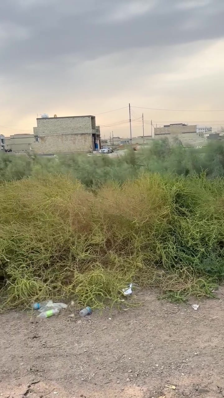 ركن الجامعة • شارع الميسر • ٢٦٣م