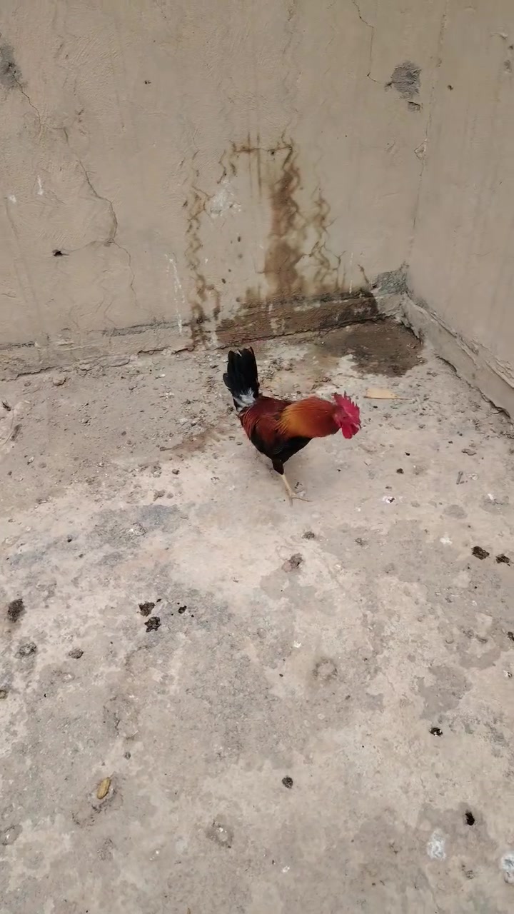 ديج • عرب شمسي • تراوس