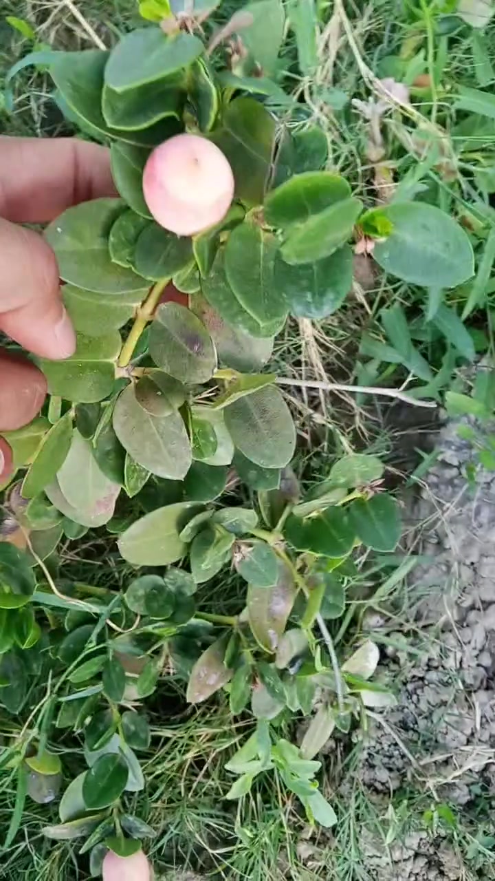 يتوفر لدينا نبات الكاريزيا المثمر شرط الاثمار كميات كبيرة خير من الله للحجز والاستفسار مراسلة الصفحه أو الواتساب ***********
