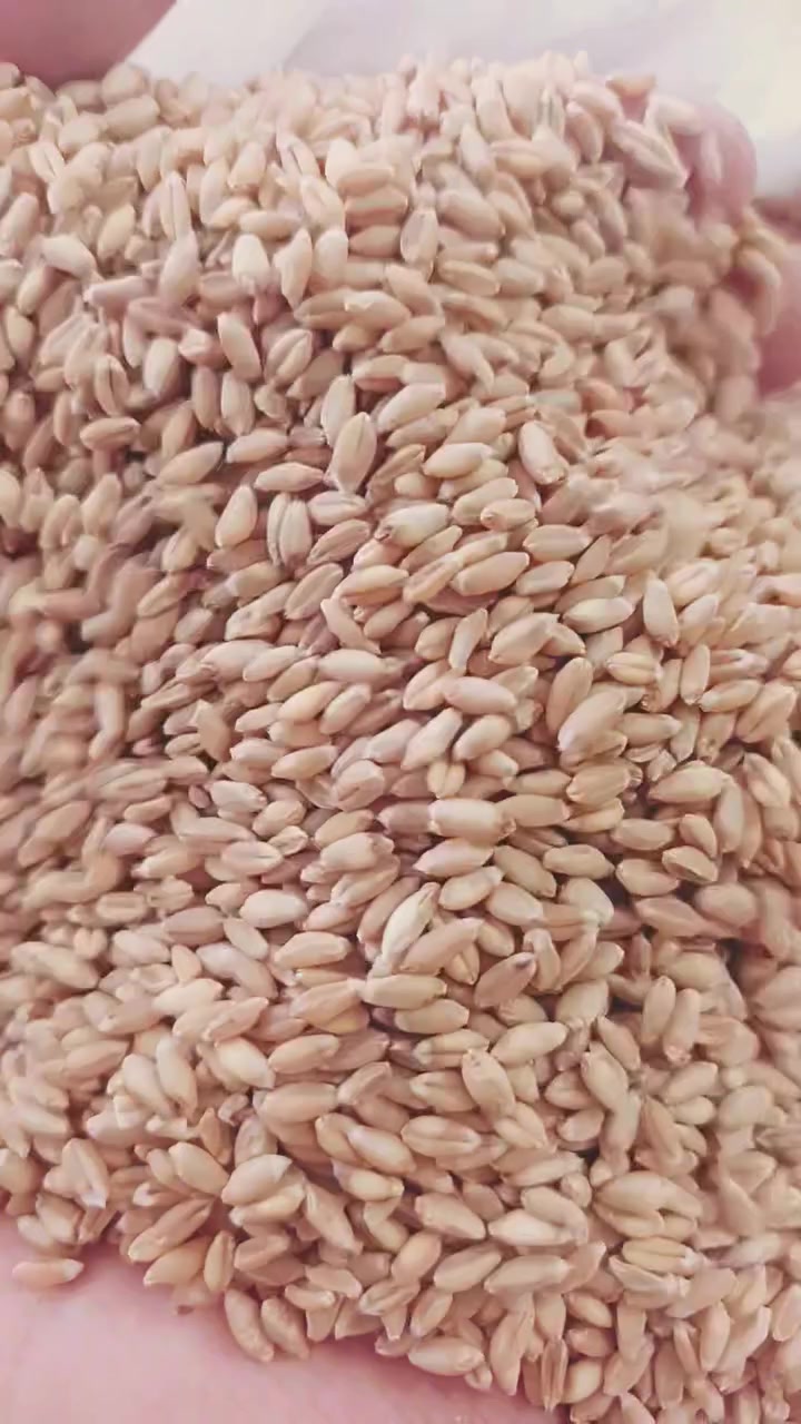 حنطة عربية • صفر شوائب • الحمزه الغربي