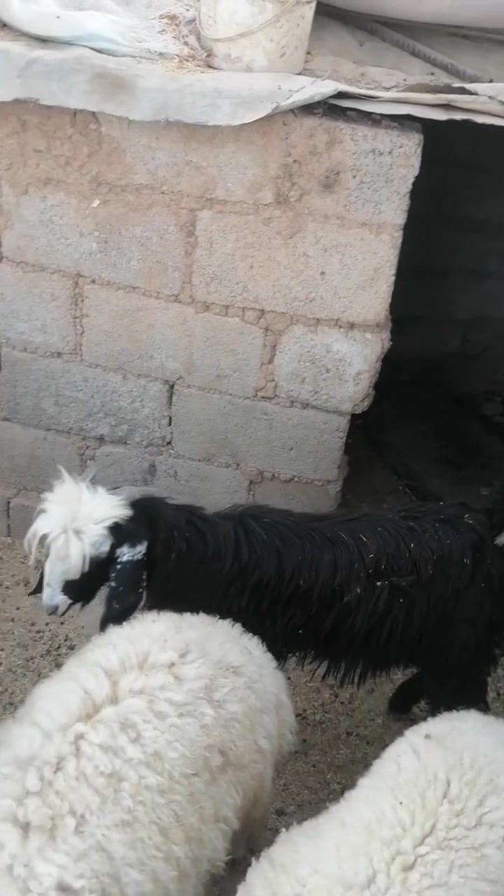 كركوك • ٤جديدة • قفل