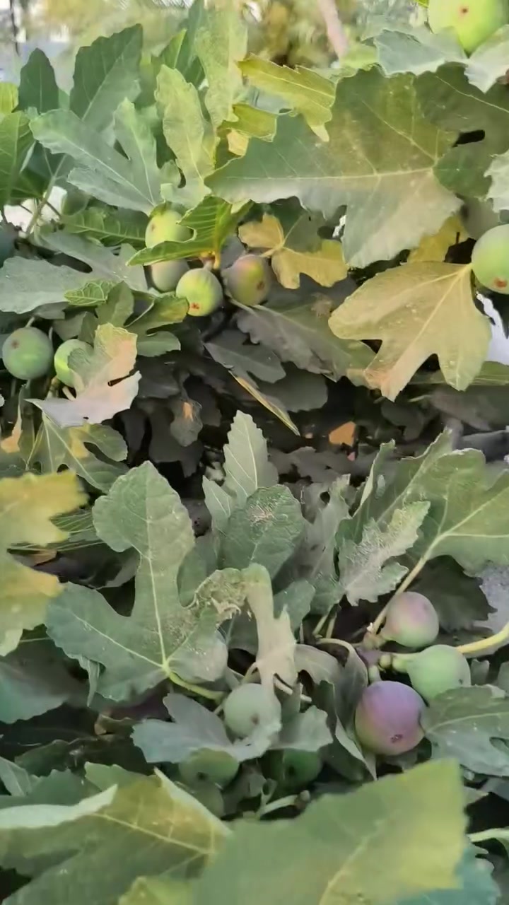 حياكم الله جميعا دونم طابو صرف مركز بعقوبة جبينات 
***********
