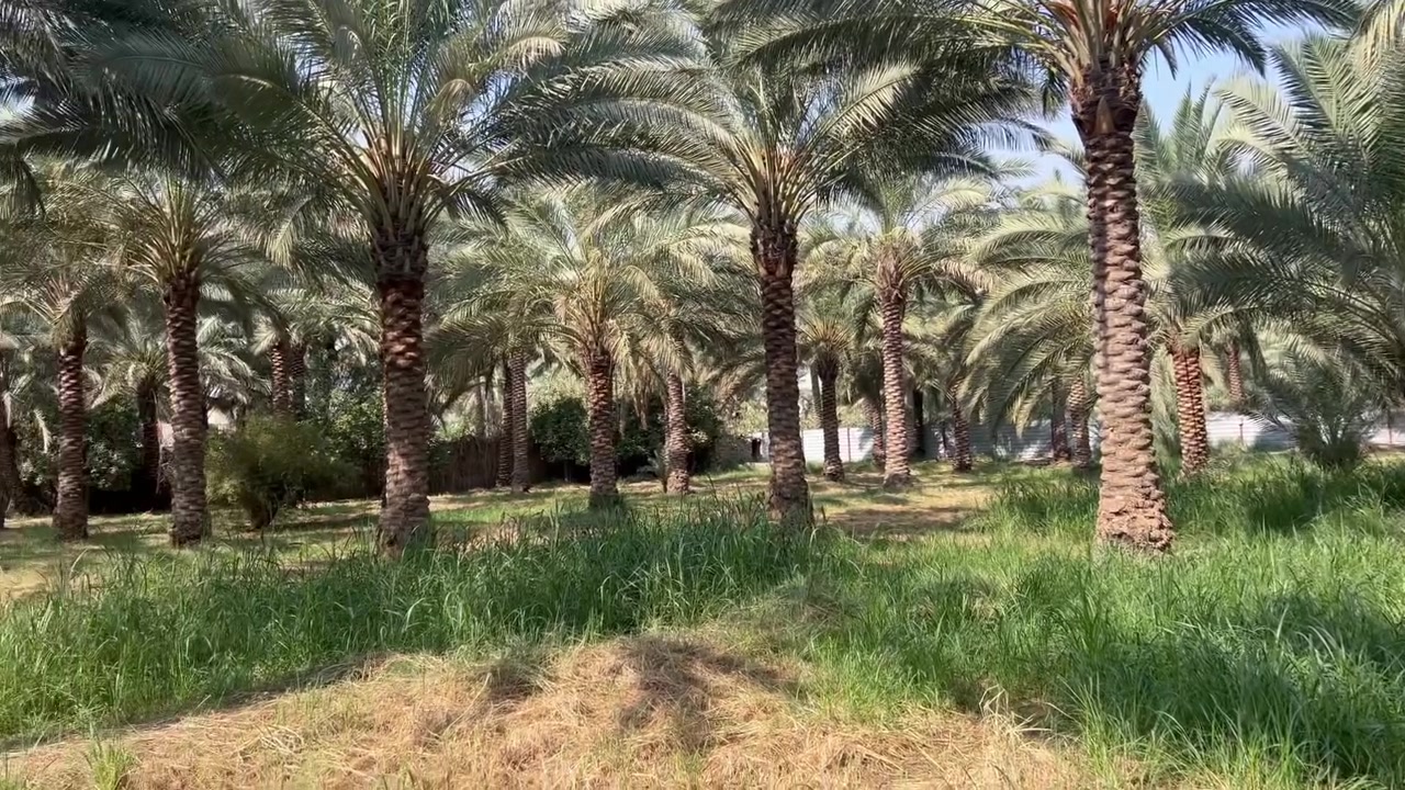 دونم • سند ٢٥ • شارع بغداد كربلاء