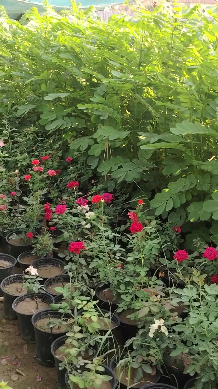 ورد صباح ورد عراقي عطري ورد جمال ياس عراقي جهنمي
قزمي كاسيه افريقيه مشتل سعد العنبكي يرحب بكم ديالى الخالص سعر مناسب جمله ومفرد  ***********
