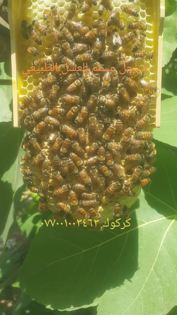 كركوك • عسل طبيعي • مناحل مسلم