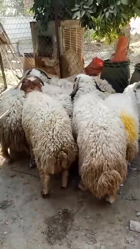 السلام عليكم
٨ طليان افحله خير من الله أوزان ثقيله بسم الله ماشاء الله سعر زوج ٩٥٠ وبيه مجال لشراي
العنوان الشيخ حمد ***********... ***********
