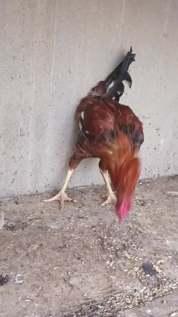 ٤ ديج