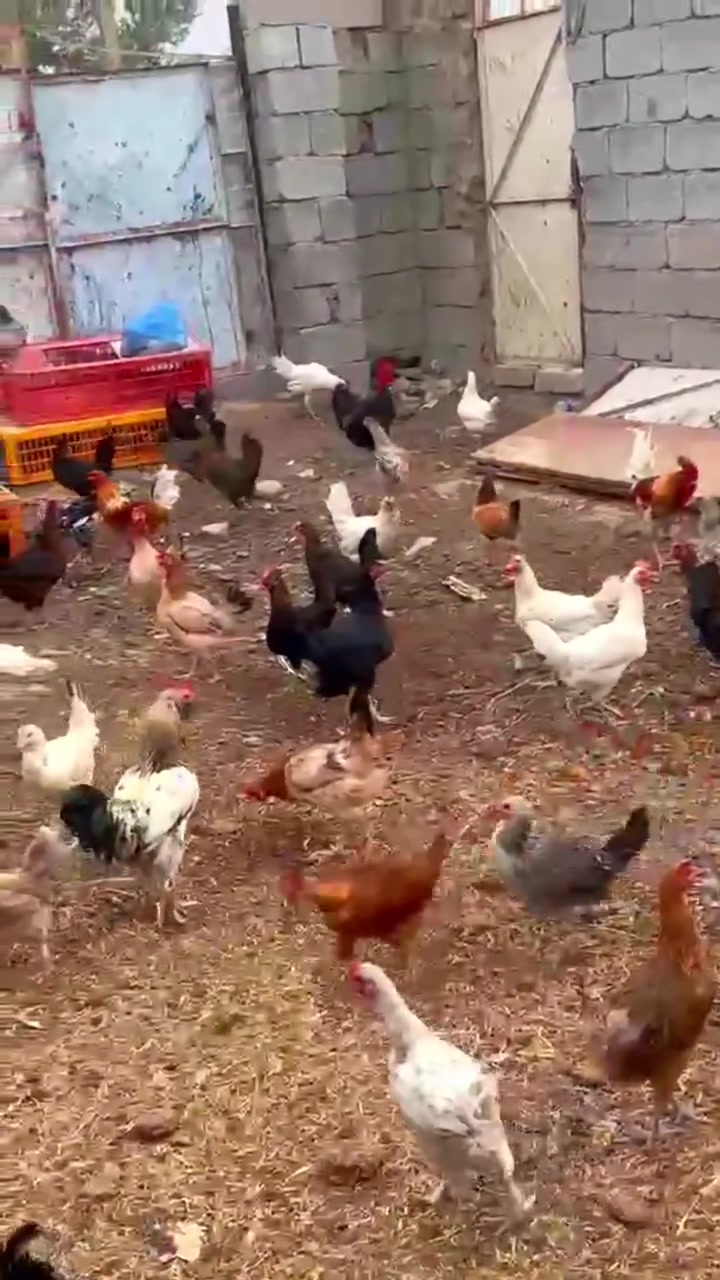 دجاج عرب • ٧٥ • بعقوبة