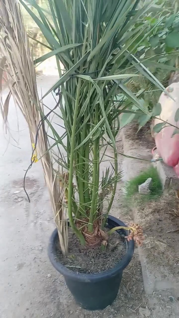فسيل اشكر ب٣٠ الف حمل اول سنه بي *********** البصره
