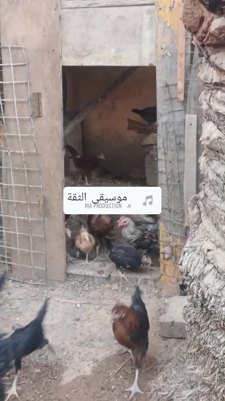 دجاج عرب بي ٣ أشهر  زوج ب١٠   واكو دجاج كبار فتره قليله يبيض لوحده  ب١٠ ‏  رقم صاحب دجاج  ‪***********‬‏  مكاني كبيس
