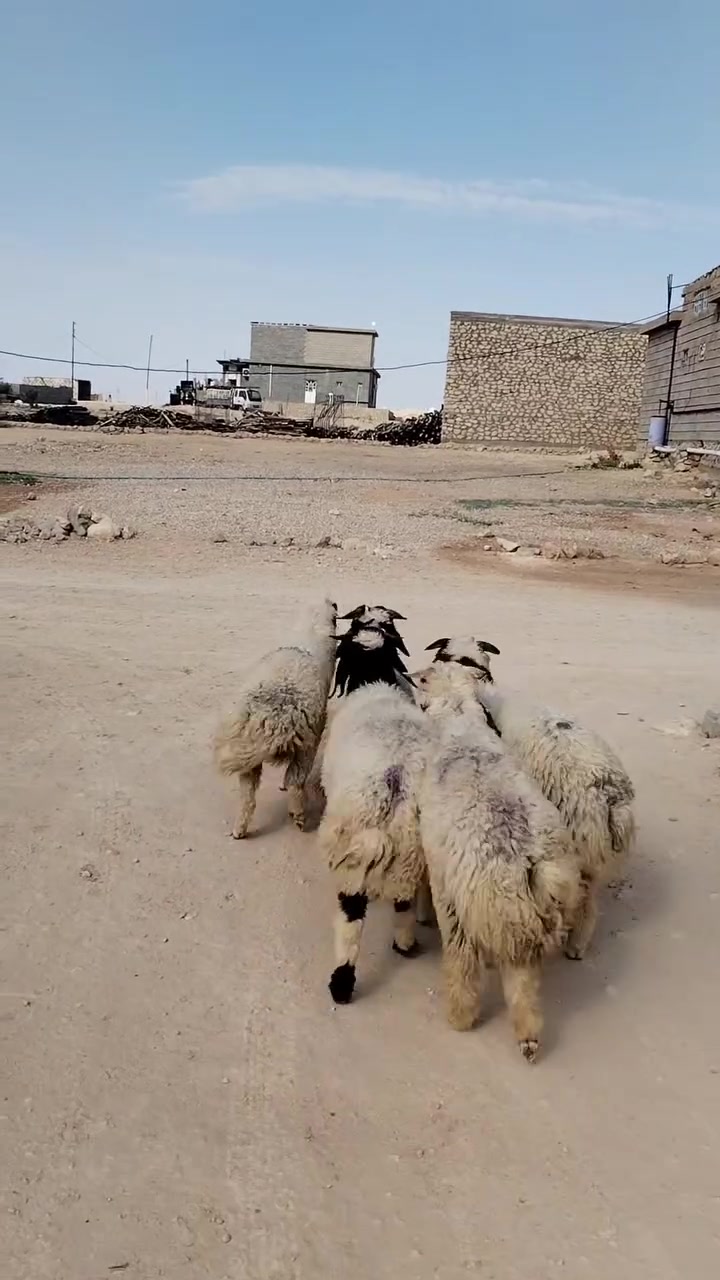 خمس طليان شتريدهن يرهمن ***********

