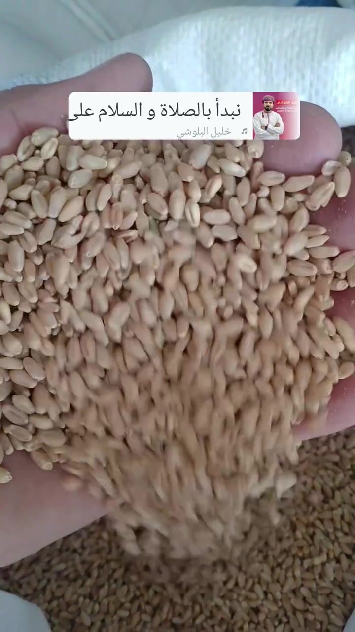 السلام عليكم
حنطه نزار بنت المغلف 
اسبانيه مشروطه 
اجوت اصناف الحنطه
انتاجيه عاليه 
العنوان  بابل الحمزه الغربي 
قرب معمل السكر 
الخط الدولي السريع 
استفسار ***********
