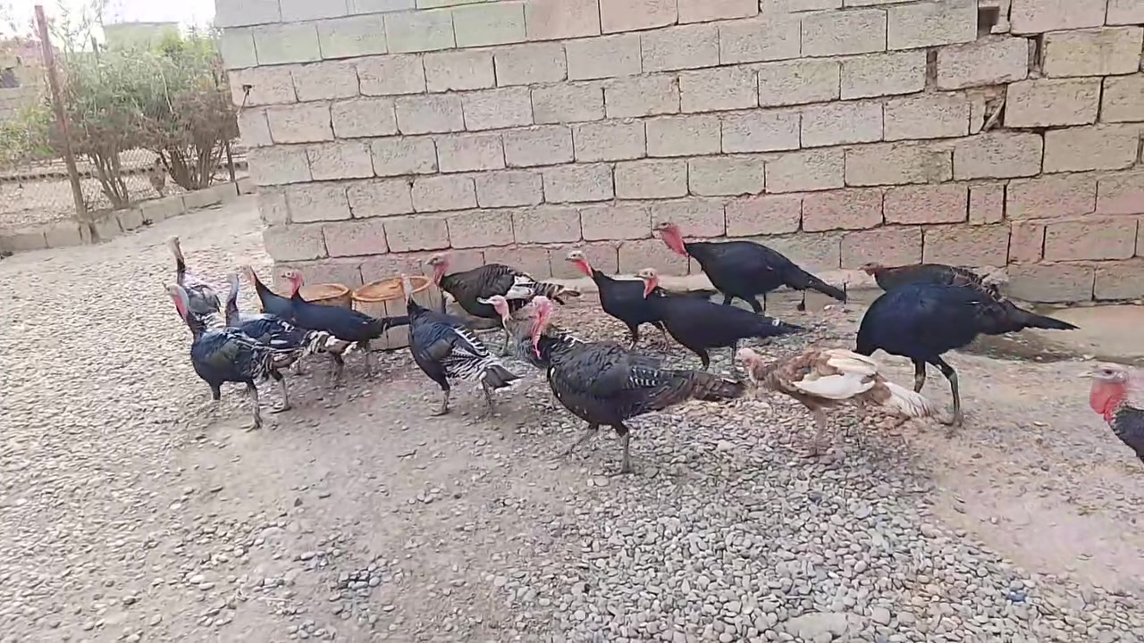 شيش • للبيع
