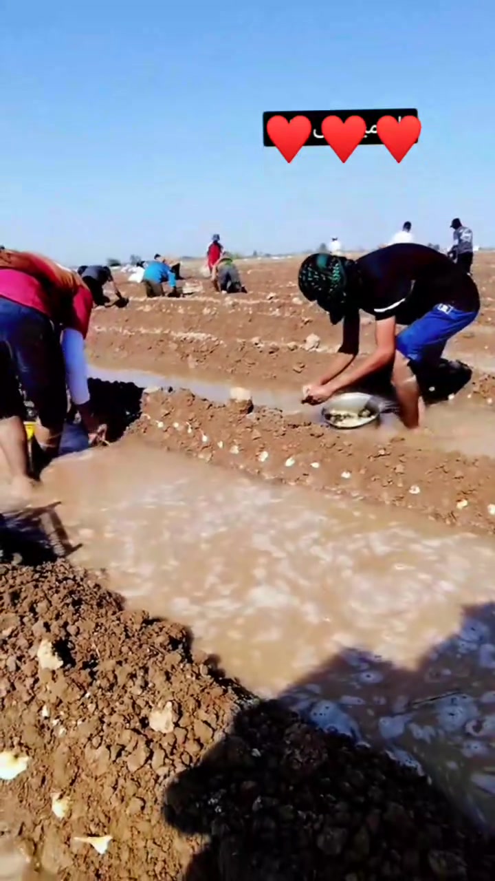 كادر عمل زراعه البصل/ ثوم / باجله ***********
