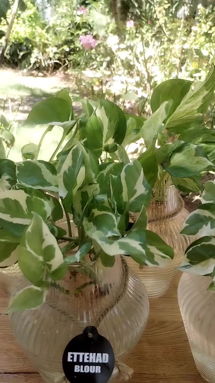 دوارق لبلاب تجذير حجم كبير 🌺🌺 
سعر الدورق بدون لبلاب بالفين🌸❤️‍🔥❤️‍🔥 
دورق مع لبلاب مطبع نادر ب٥🍓🌼🍓🌼 
كمية محدودة🤗🤗🤗 
للطلب مراسلتنا خاص او واتساب على الرقم ***********♥️❤️♥️❤️ 
عنواننا خانقين بختياري الثانيا نهاية شارع العصائب واسواق صالح حمود وعدنا توصيل لكل................ مناطق ديالى🚕🚕🚕🚕 
راسلونا وتدللون
