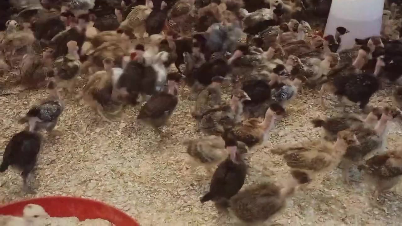 افراخ ابو ركيبه • ماخدة لقاحات • المحمودية