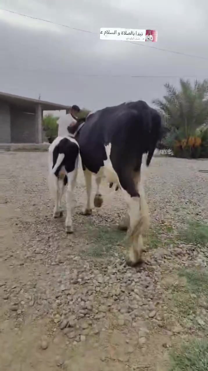 اللهم صلي على محمد وآل محمد 🌺
بقرات العدد 4 كله حلال نضيف ومفلات كافت شروط الجني للاستفسار الاتصال على الرقم 
***********ملاحضه يرهم مراوس بحلال العنوان الشرقاط قرية سديره سفلى
