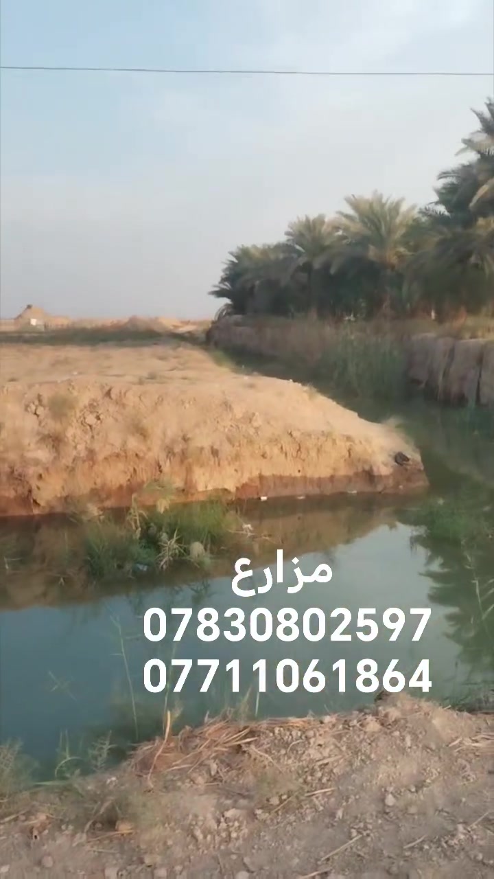 مزارع • بابل • طابو ٢٥