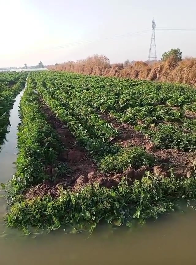أرض طابو معروضه للبيع دونمين الاستفسار على هاذا الارقم ***********
