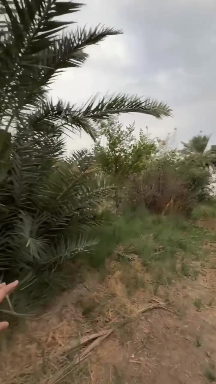 السنية السياحي • دونم • ٣ بيوت