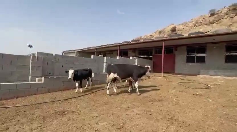 ٥رؤوس • مواشي • صحي