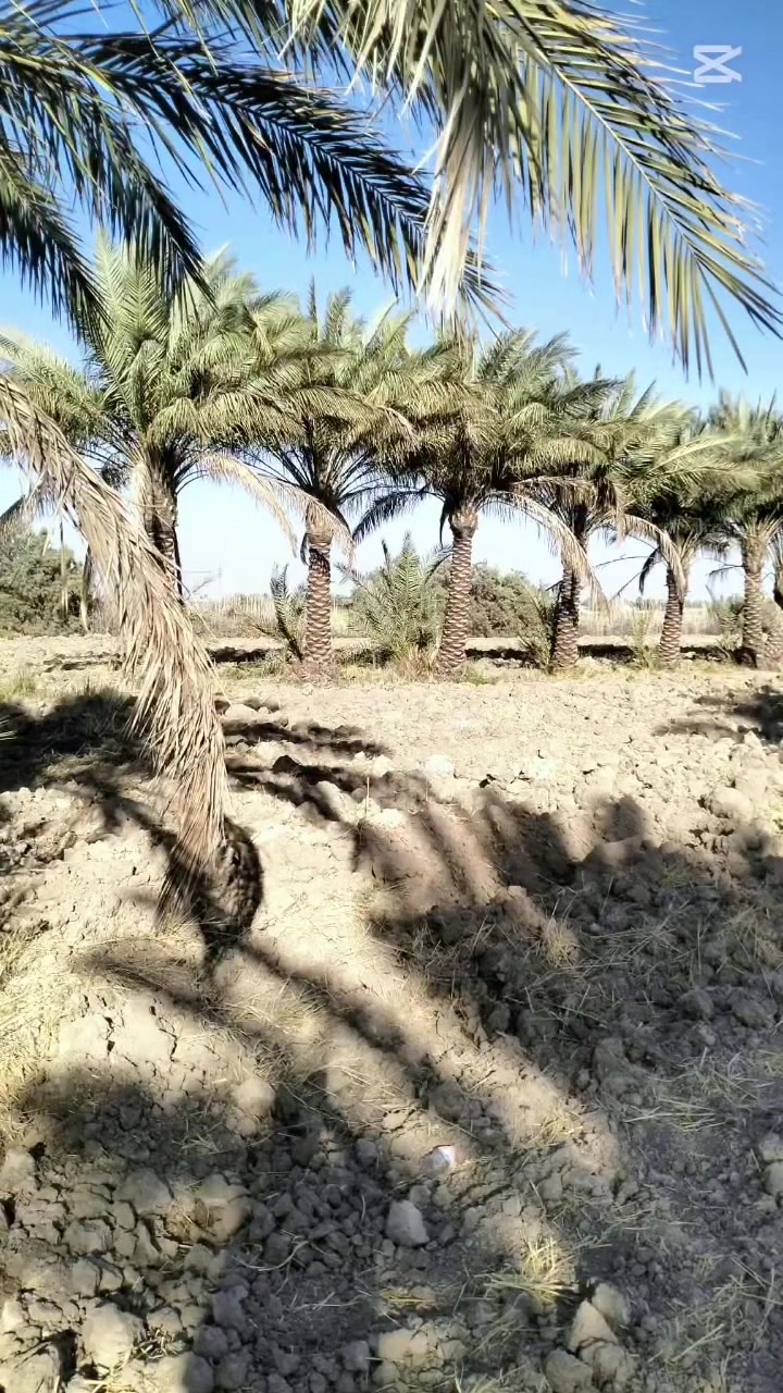 17 دونم للبيع عقد 35 العنوان ورديه خارج قرب السيطره سعر الدونم الواحد 15 وبه مجال متوفره كل الخدمات مي رساله وسقي وكهرباء وبيهن 600 نخله منوع الرقم ***********
