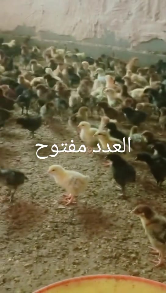 افراخ عرب
عمر 12
كمل علاجات 
الزوج 2250
العنوان بغداد المشاهده 
‏‪***********‬‏ وتساب
