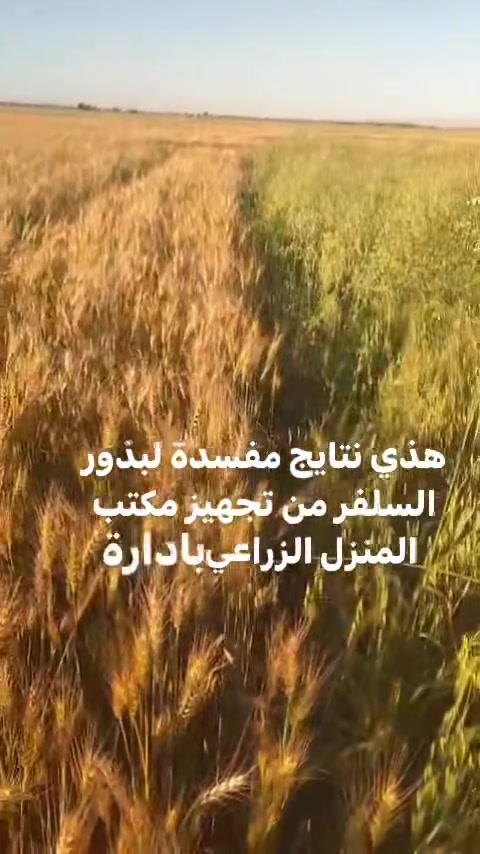 مبيد سلفر • قبل الإنبات • الحويجة