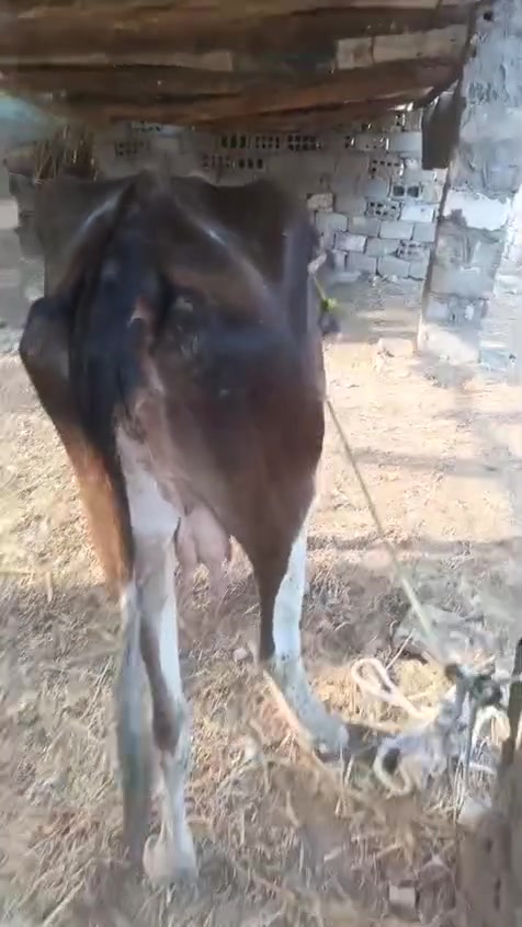 بقرة حامل • أم ثالث • كربلاء عون عامود