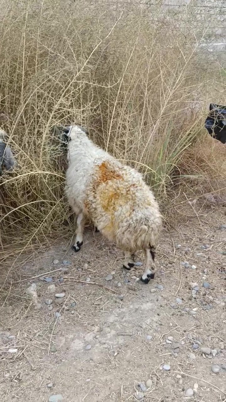 طليان • مكسور • العلم