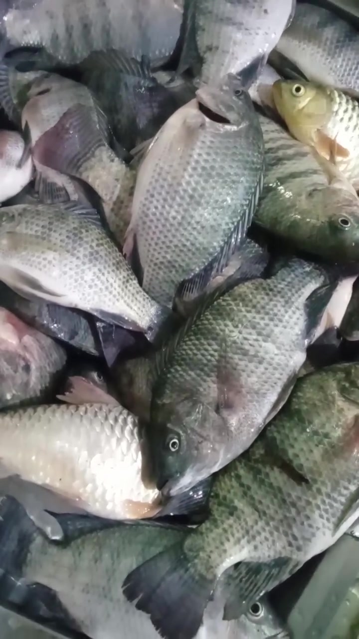 سمج شط شانك • متوفر • توصيل